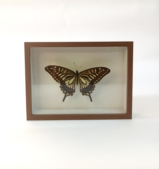 Asian Swallowtail Butterfly — Papilio xuthus