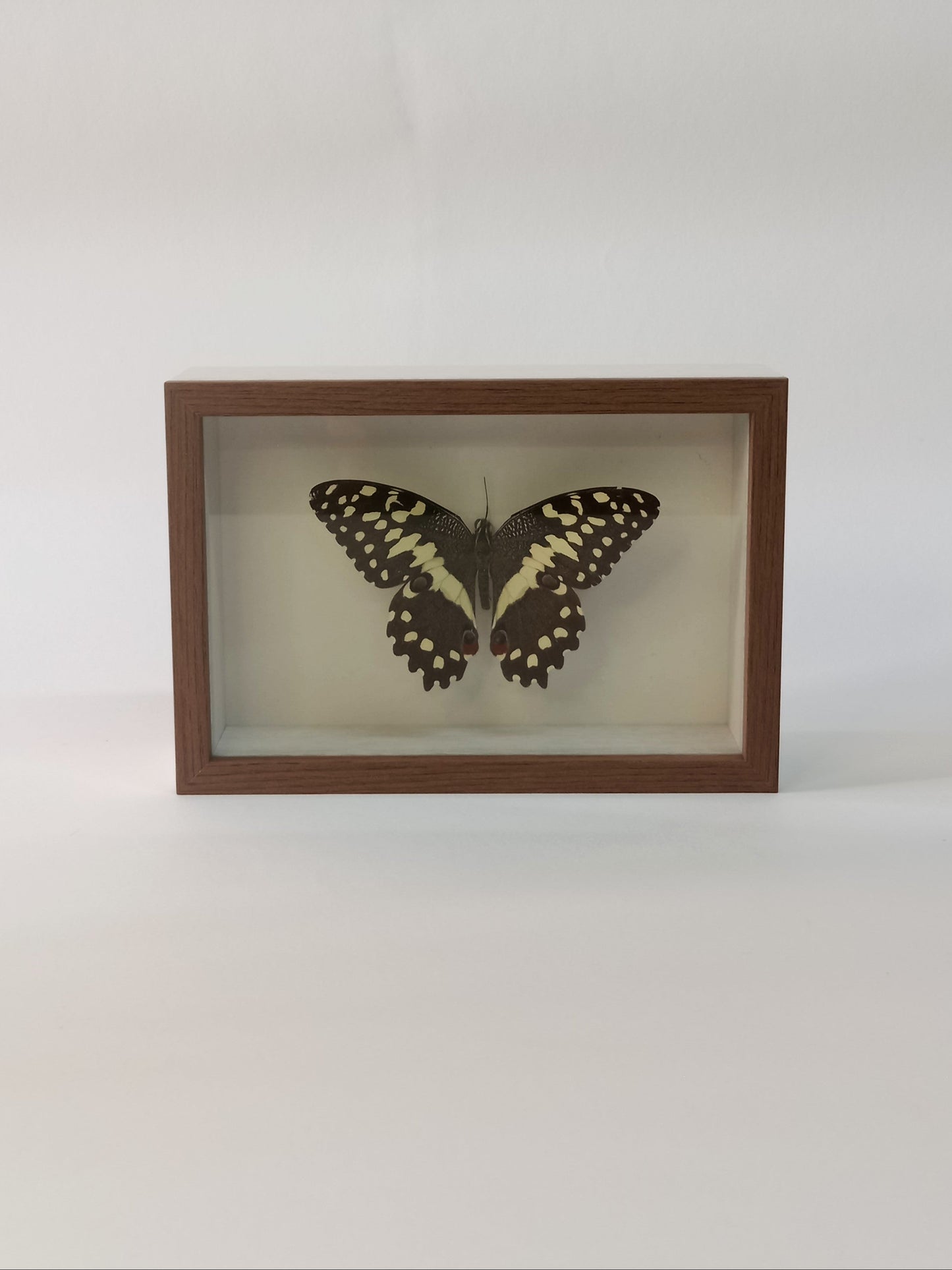 Citrus Swallowtail — Papilio demodocus