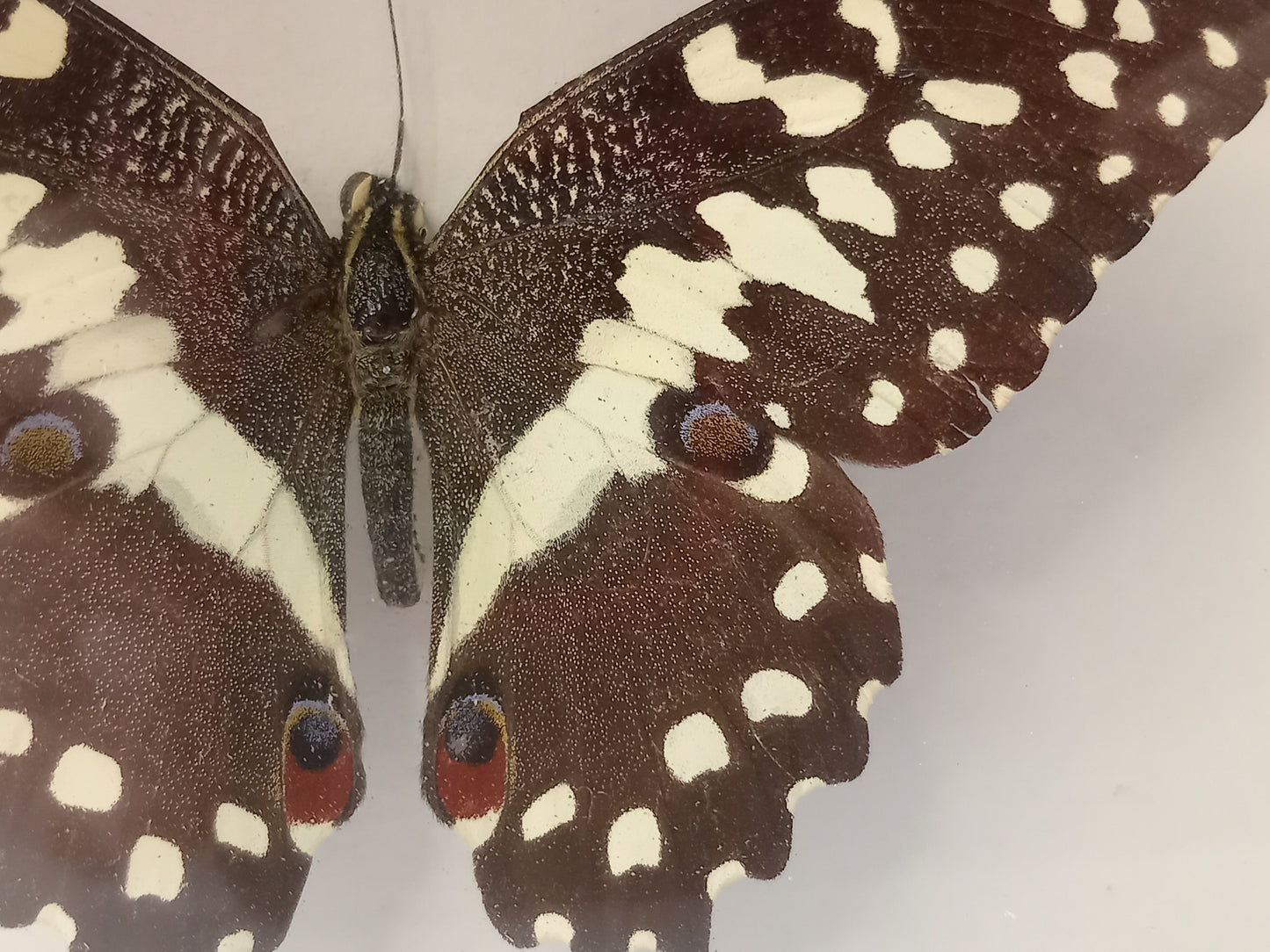 Citrus Swallowtail — Papilio demodocus