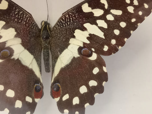 Citrus Swallowtail — Papilio demodocus