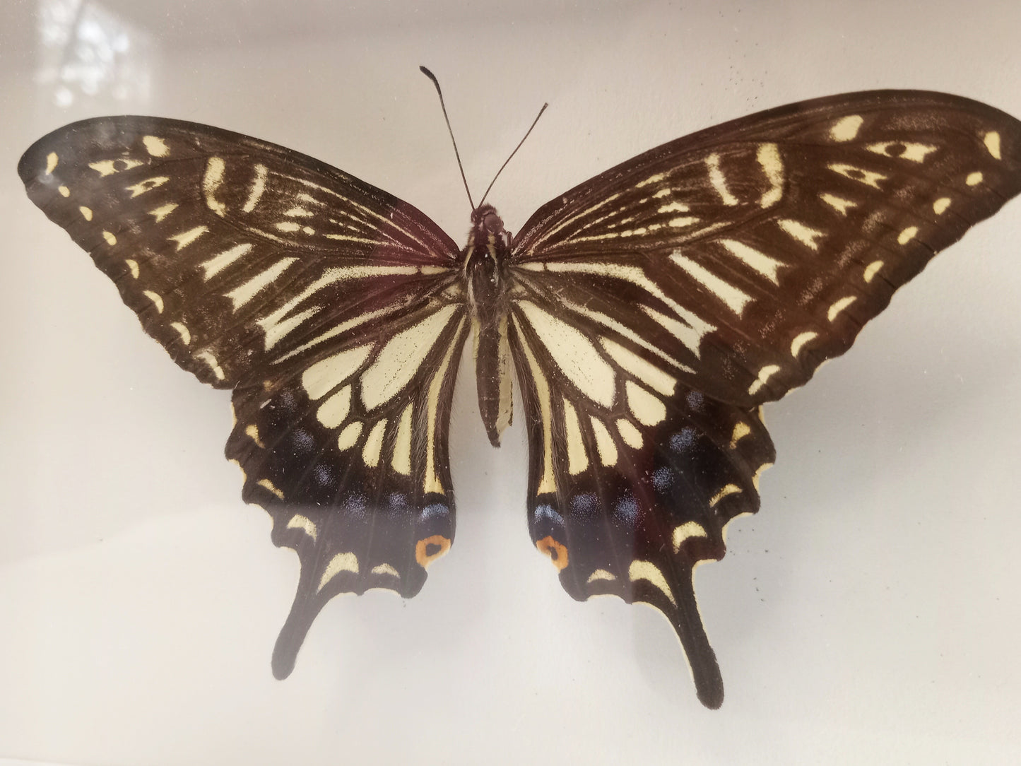 Asian Swallowtail Butterfly — Papilio xuthus