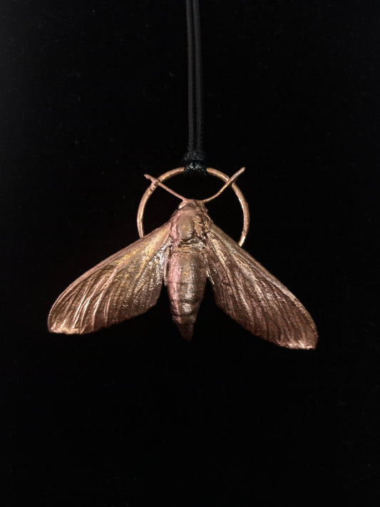 Sweet Potato Hawkmoth