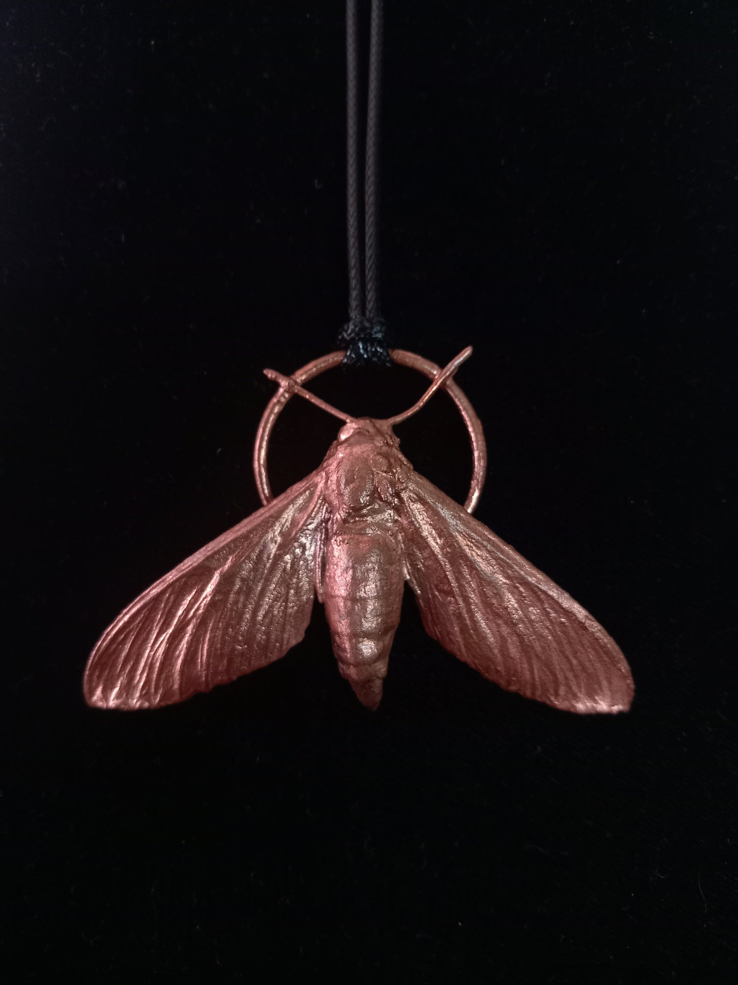 Sweet Potato Hawkmoth