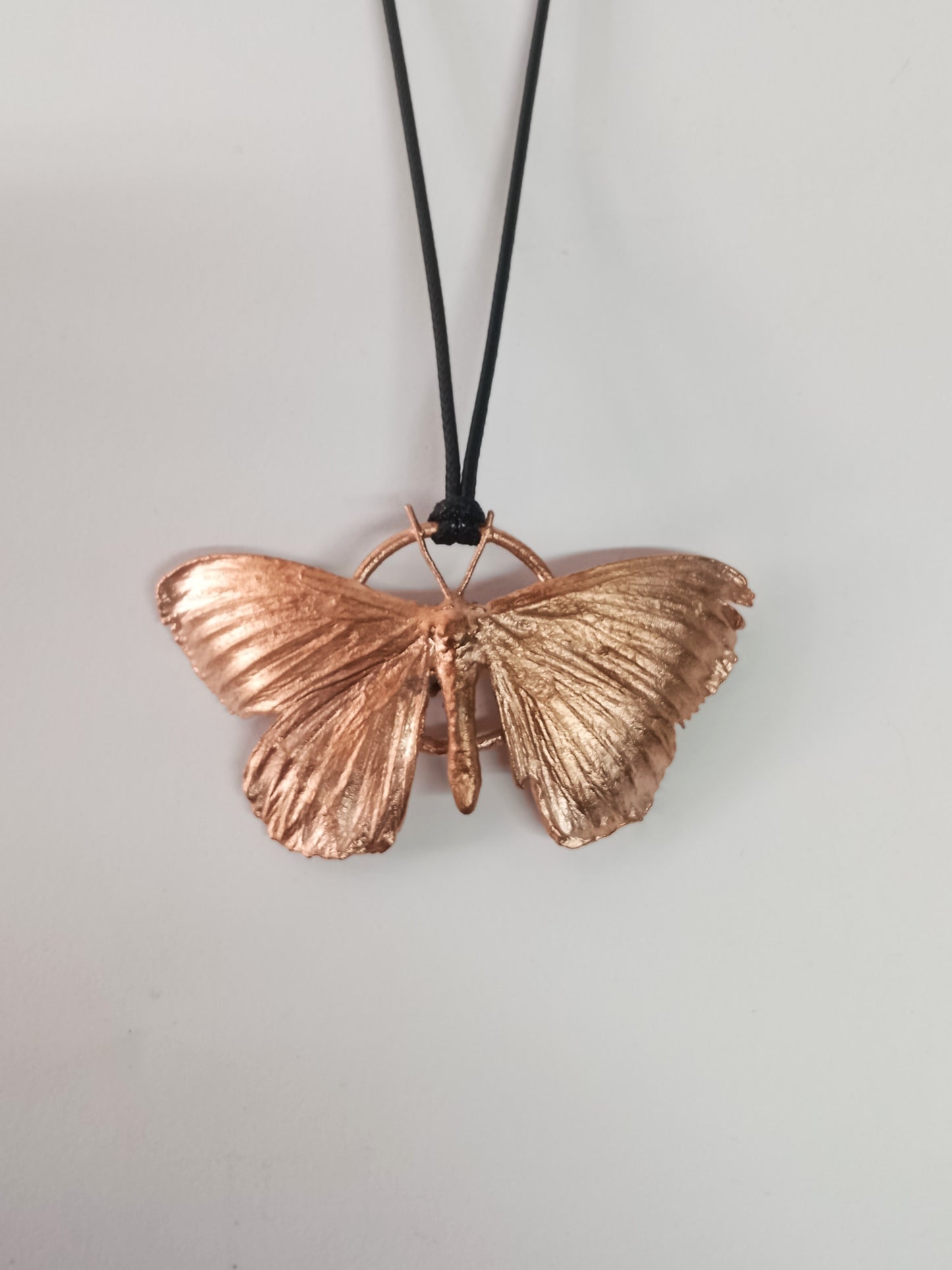 Undetermined Geometridae Moth