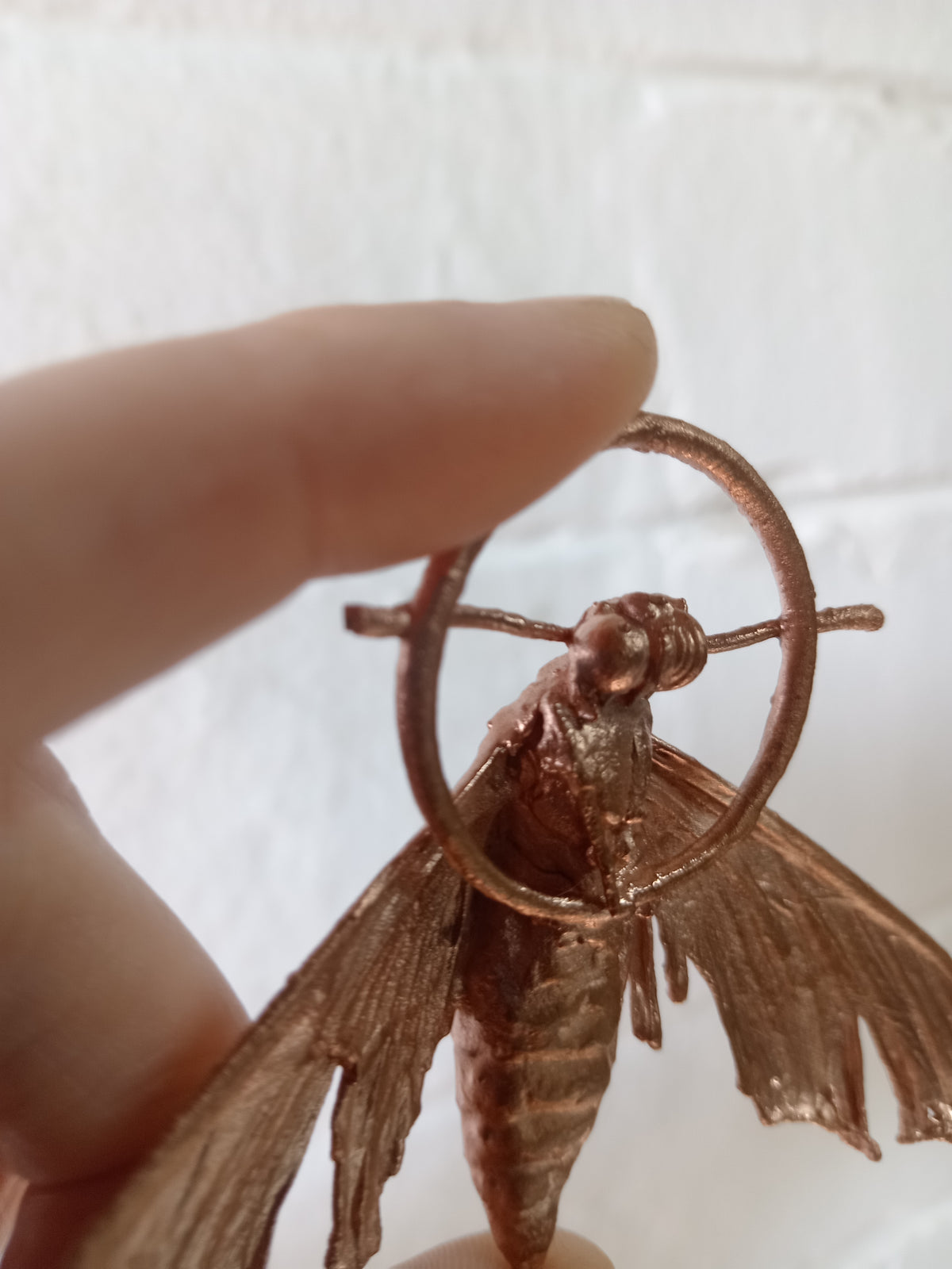 Moth
