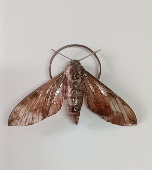 Sweet Potato Hawkmoth