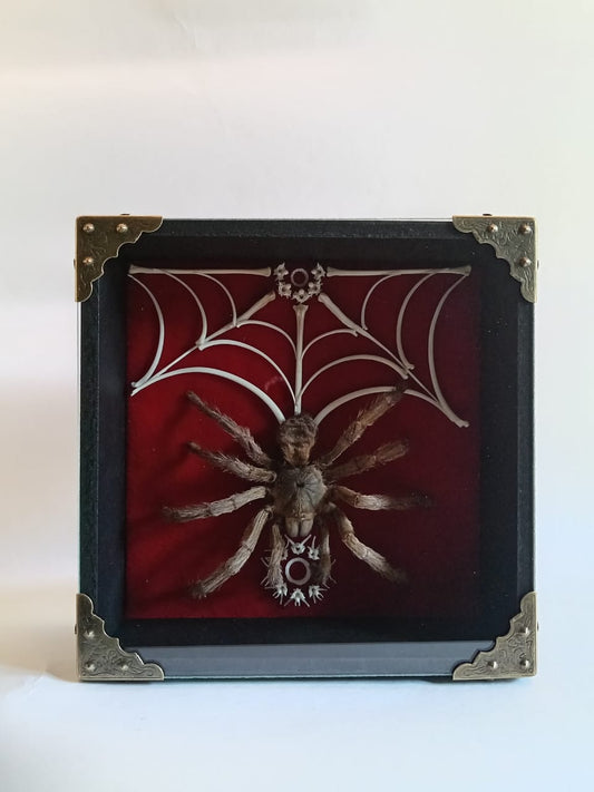 Tarantula and Bone Web