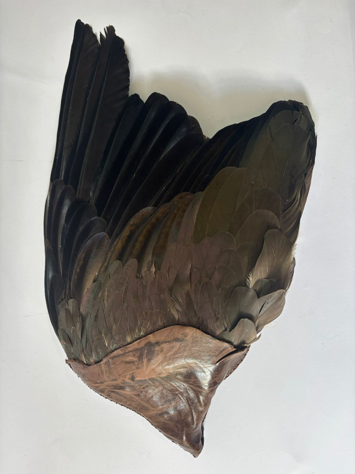 Preserved Hadeda Smudge Wing