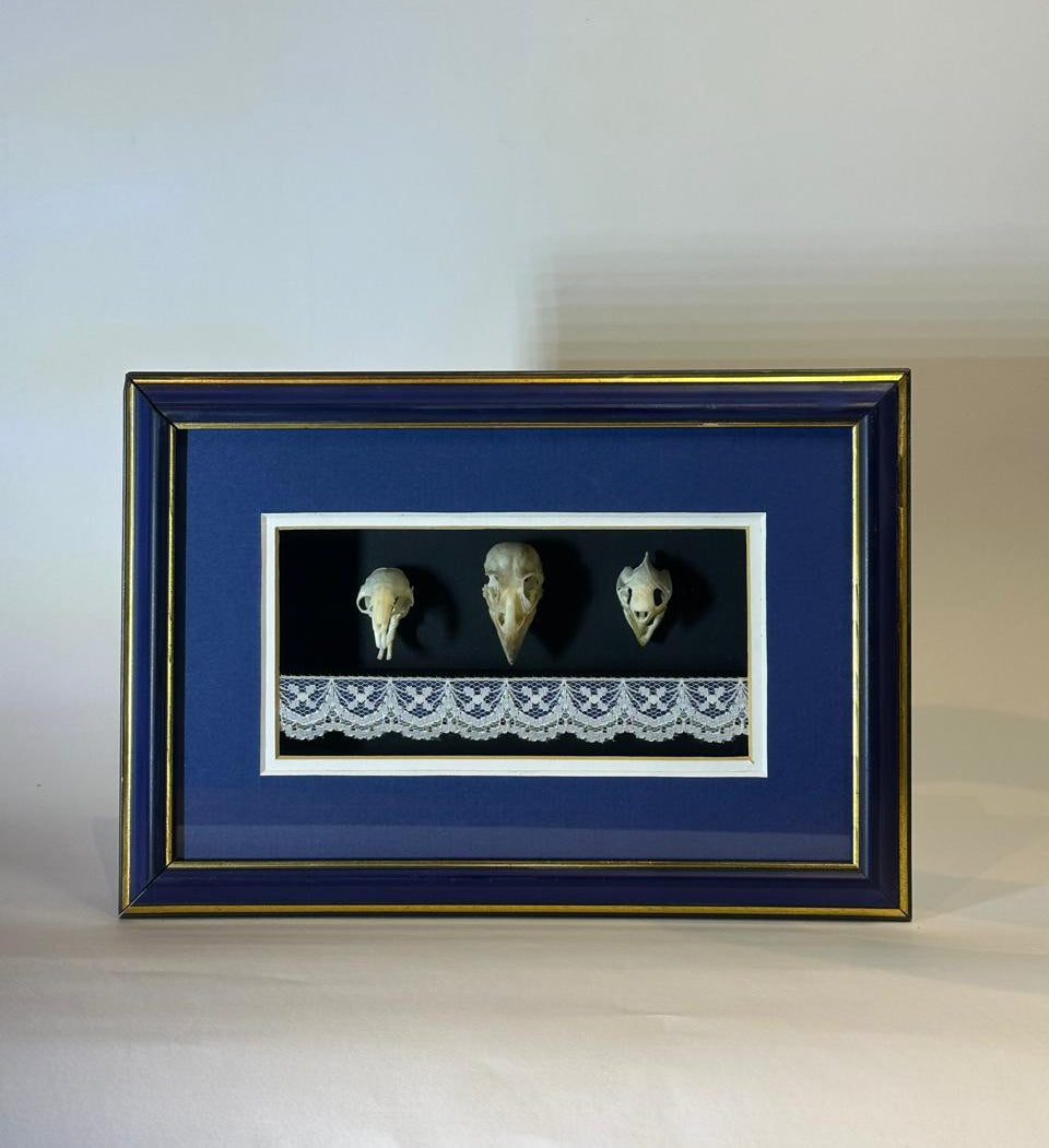Mole, Thicke Billed Weaver and Tortoise Skull - Above the mantle