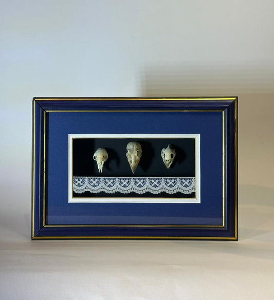 Mole, Thicke Billed Weaver and Tortoise Skull - Above the mantle