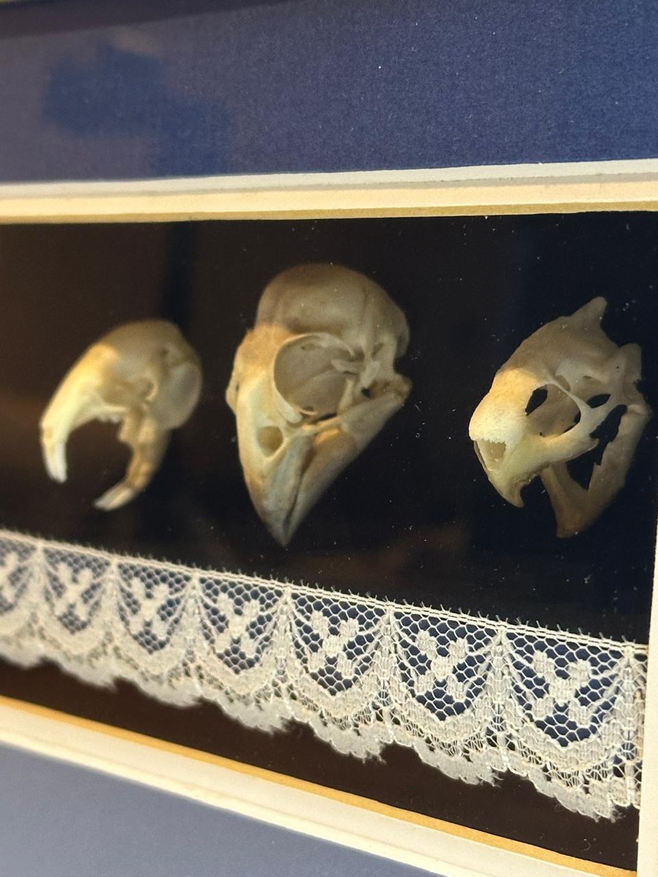 Mole, Thicke Billed Weaver and Tortoise Skull - Above the mantle