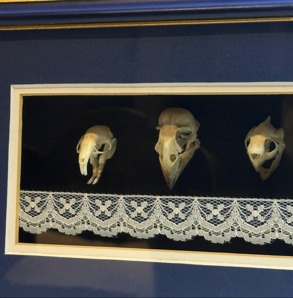 Mole, Thicke Billed Weaver and Tortoise Skull - Above the mantle