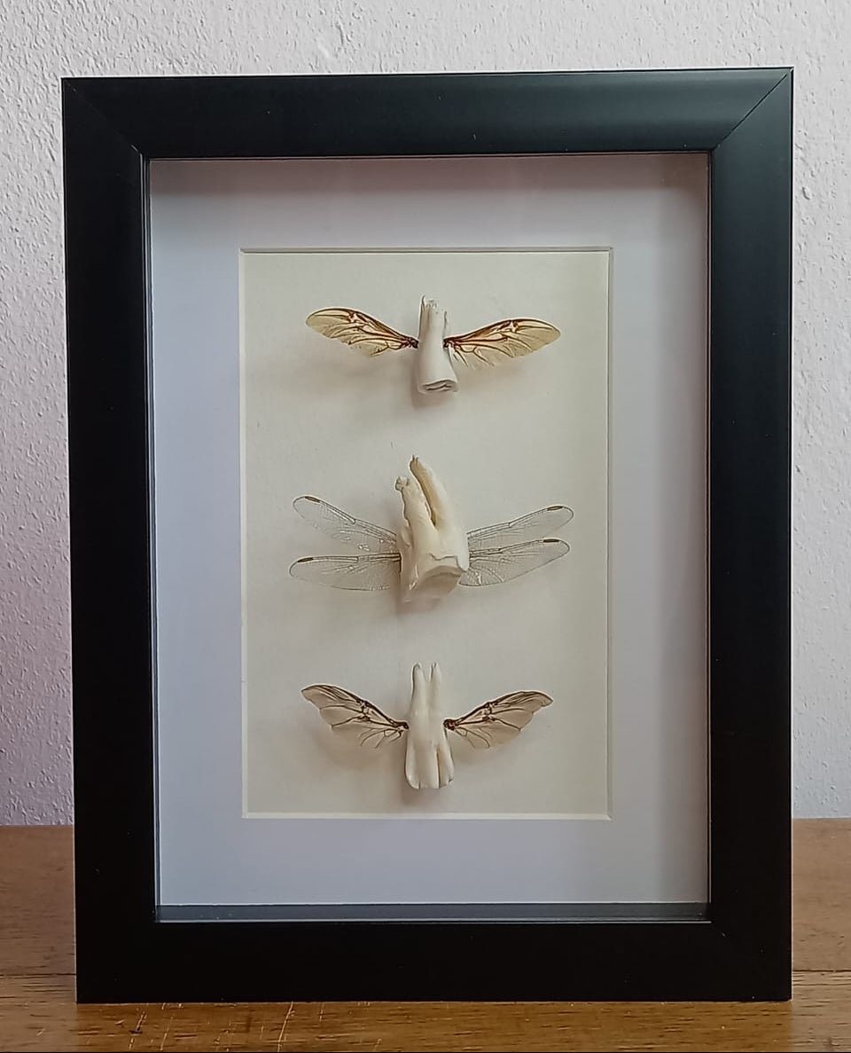 Tooth fairies