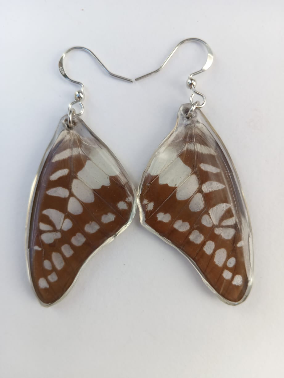 Butterfly Wing Earrings Encased in Resin