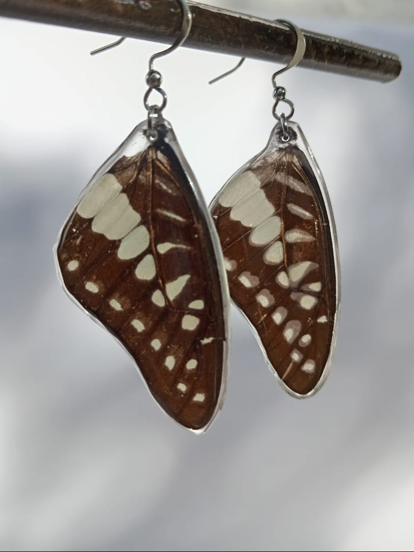 Butterfly Wing Earrings Encased in Resin