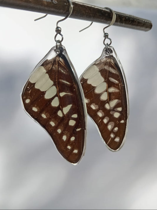Butterfly Wing Earrings Encased in Resin