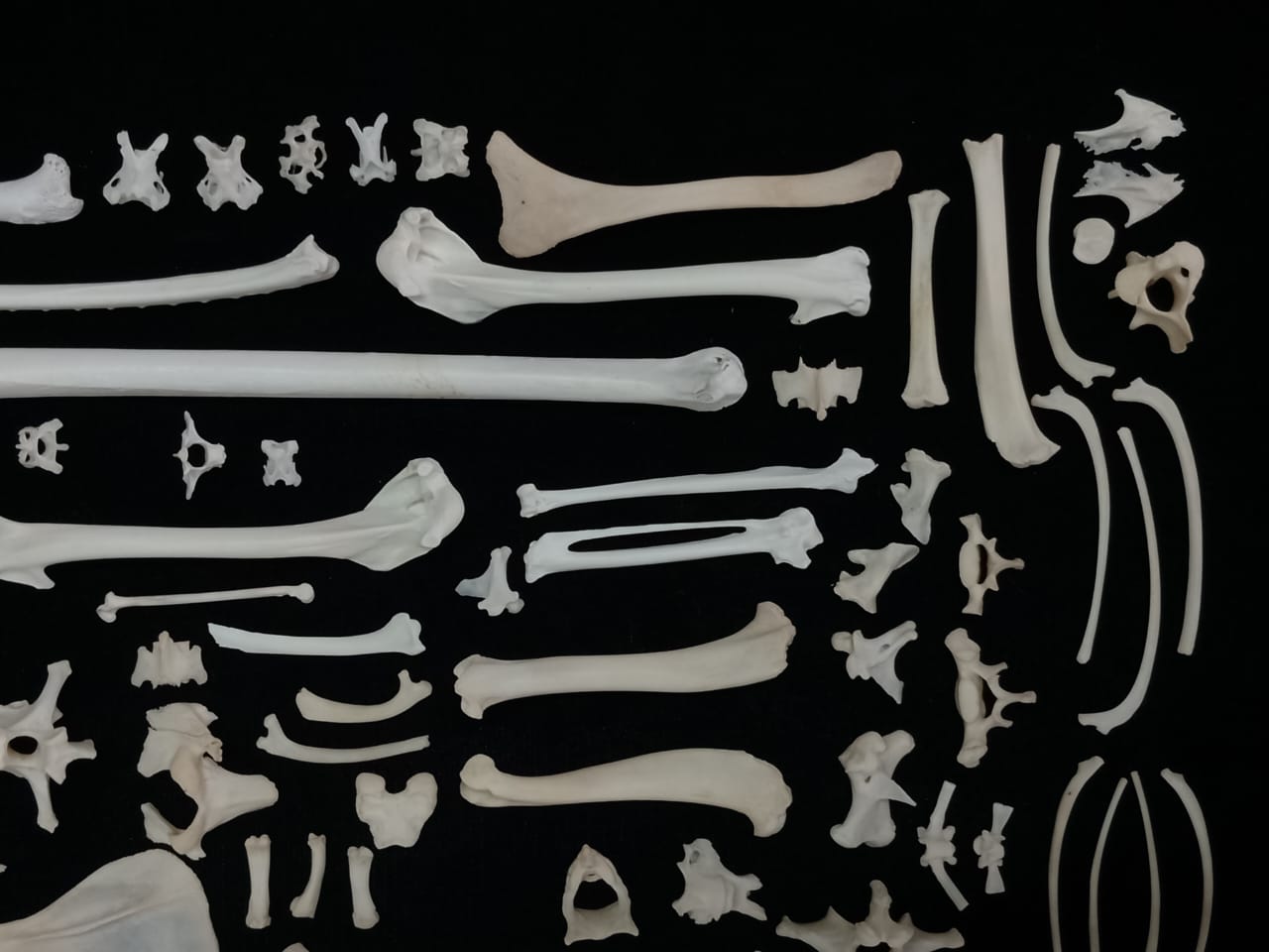 Bone Set 1