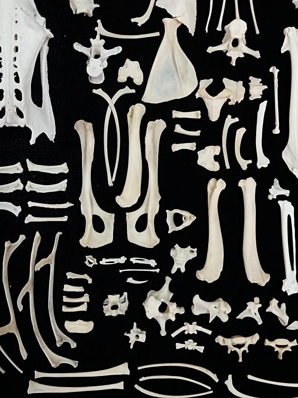 Bone Set 1