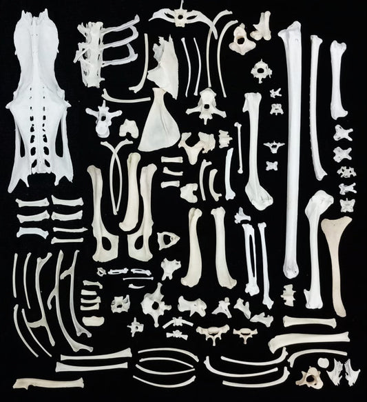 Bone Set 1