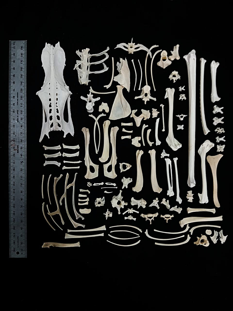 Bone Set 1