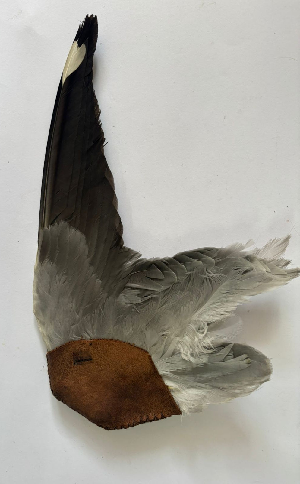 Bird Smudge Wing