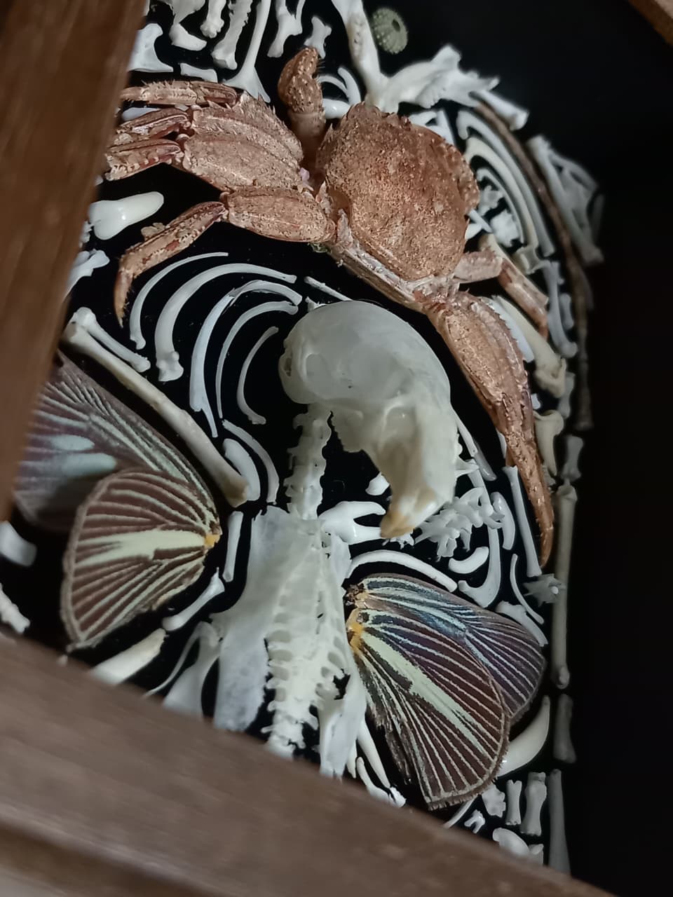 Nature Composition Crab Fairy