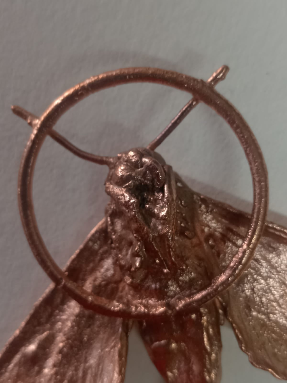 Sweet Potato Hawkmoth