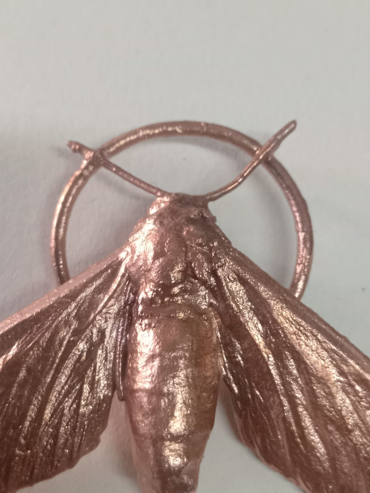 Sweet Potato Hawkmoth
