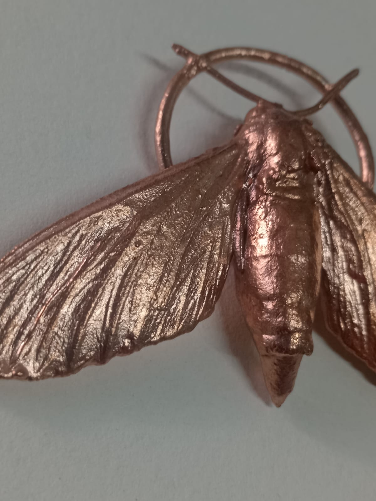 Sweet Potato Hawkmoth
