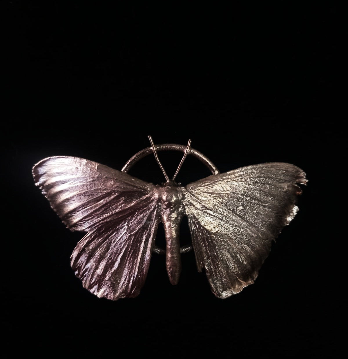 Undetermined Geometridae Moth