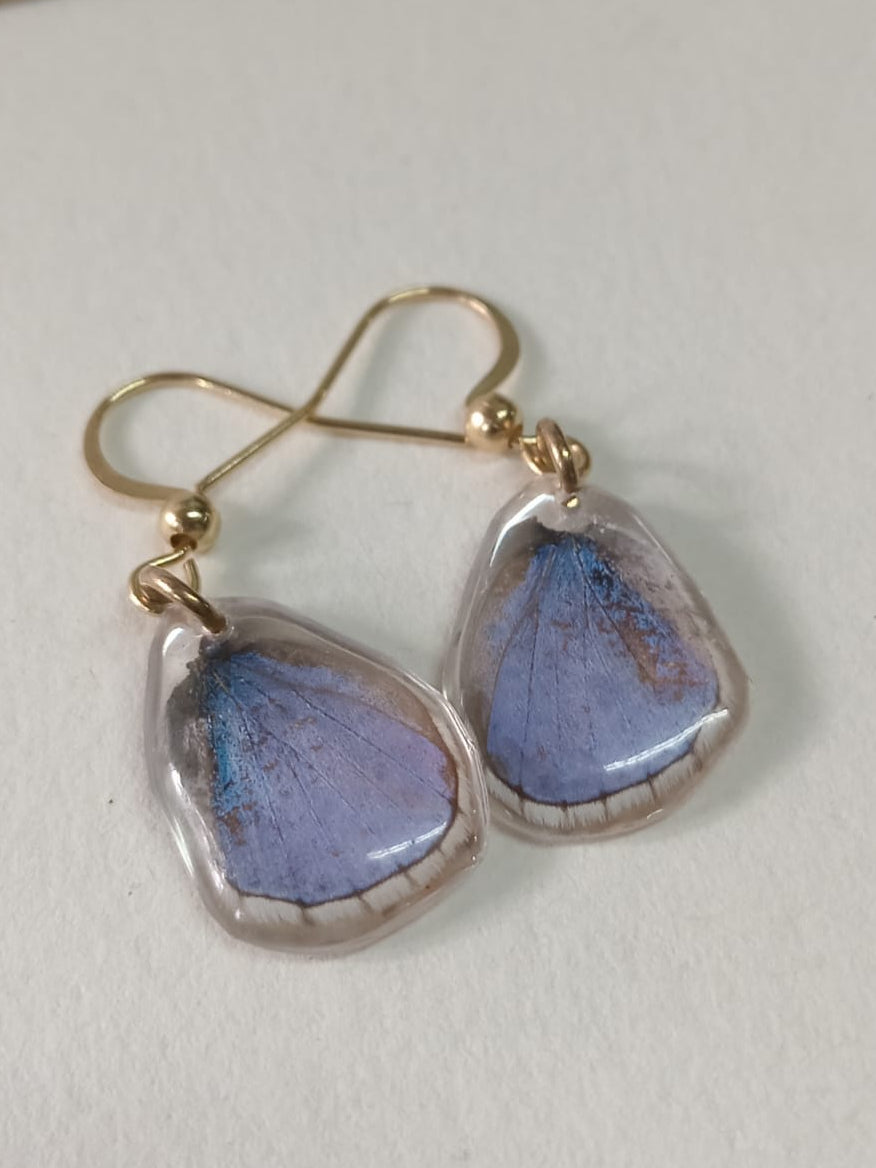 Common Blue Butterfly wing gold plated earrings preserved in clear resin
