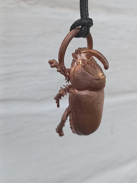 Rhino beetle display, unique ethical insect art, nature-inspired, South Africa