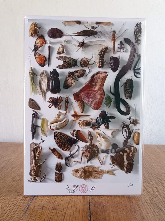 Nature Composition